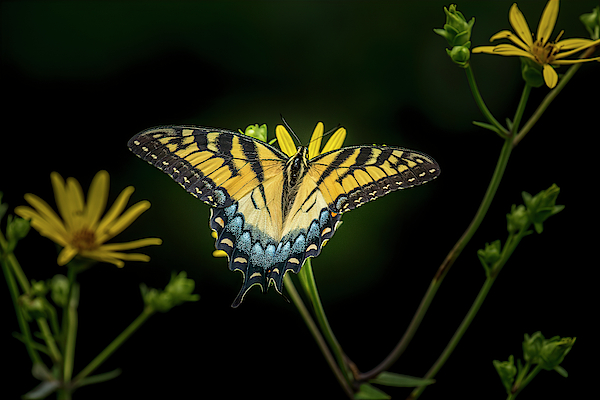 Tiger Swallowtail by Ronald Santini Tiger Swallowtail by Ronald Santini